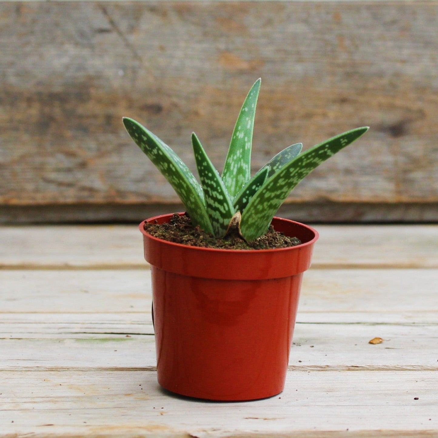 Aloe 'Pheasant Breast'