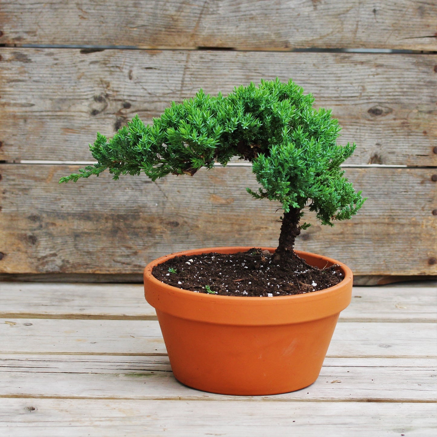 Juniper Bonsai