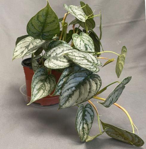 Philodendron 'Brandi'