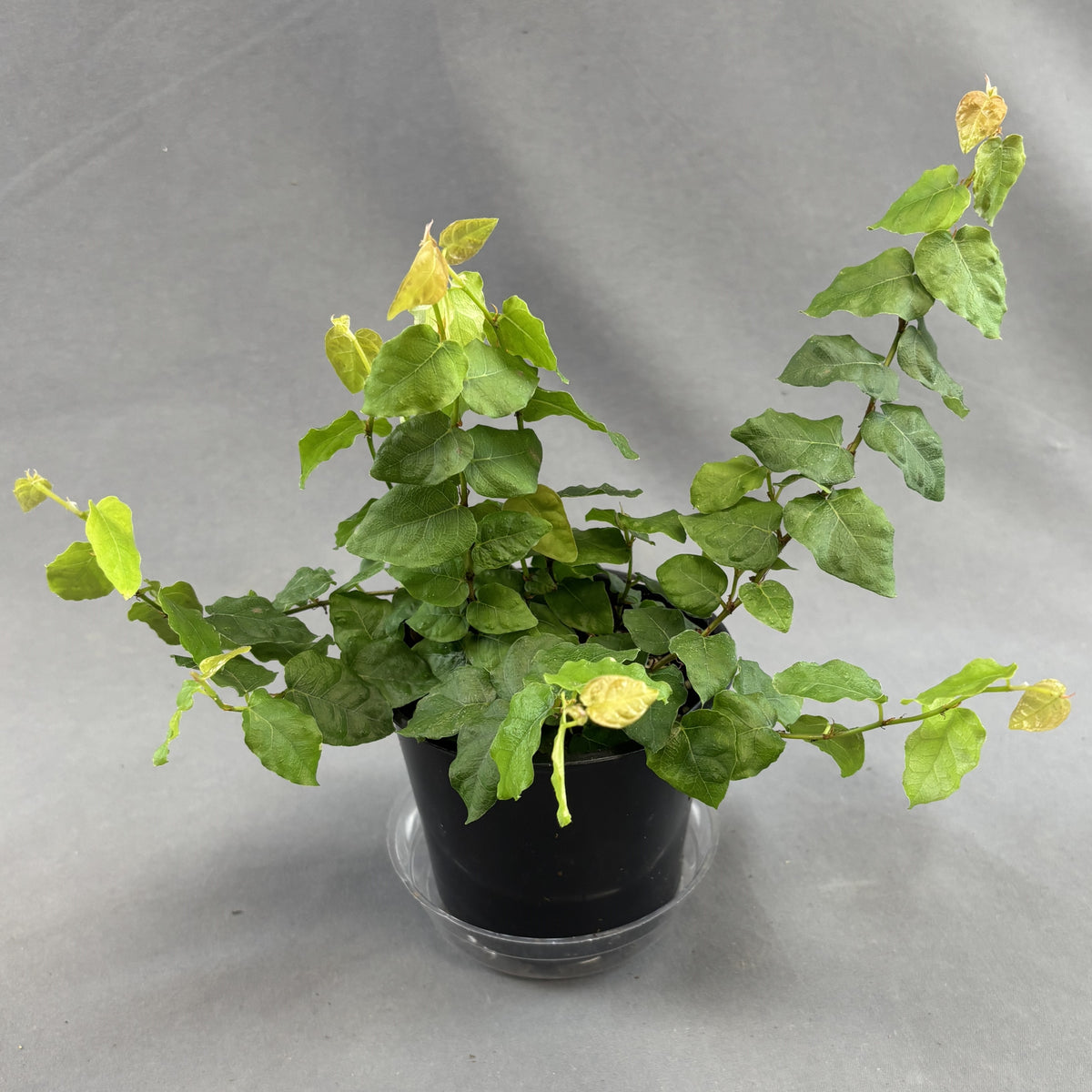 Creeping Fig