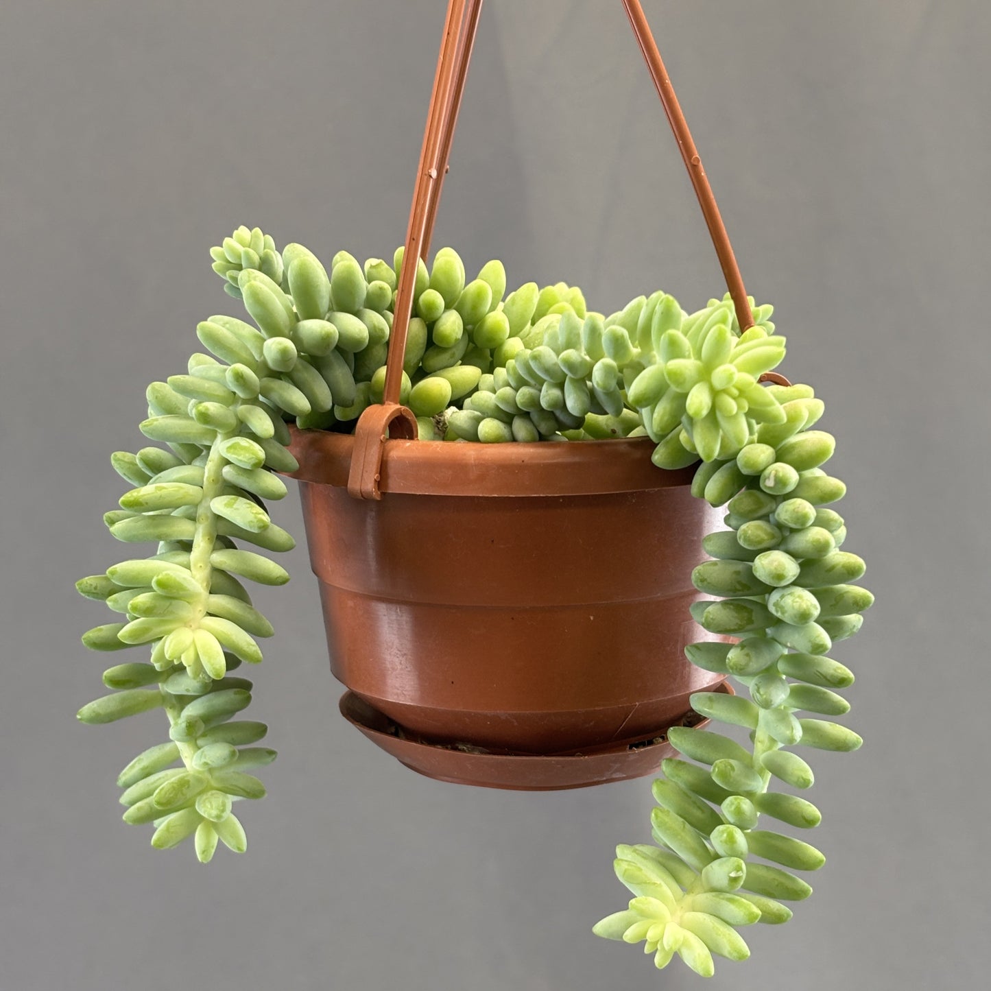 Burro's-Tail