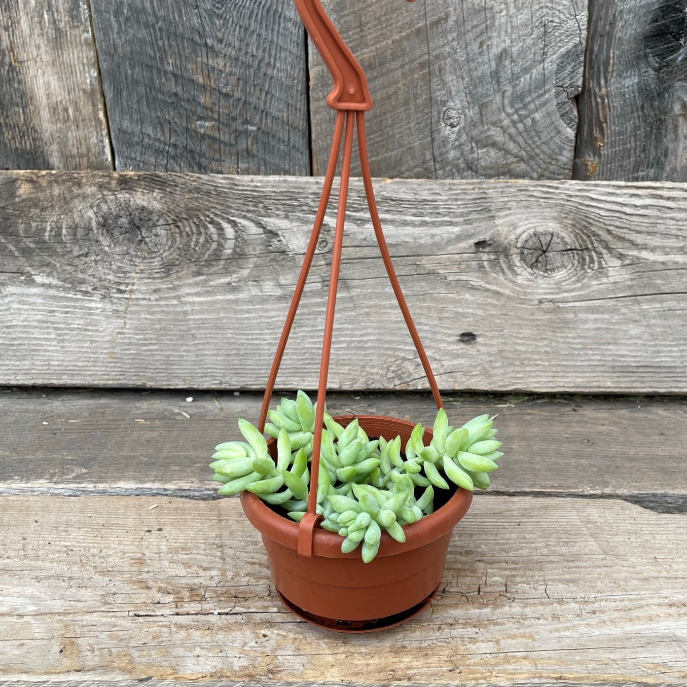 Burro's-Tail