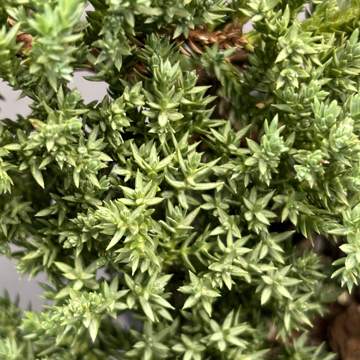 Juniper Bonsai