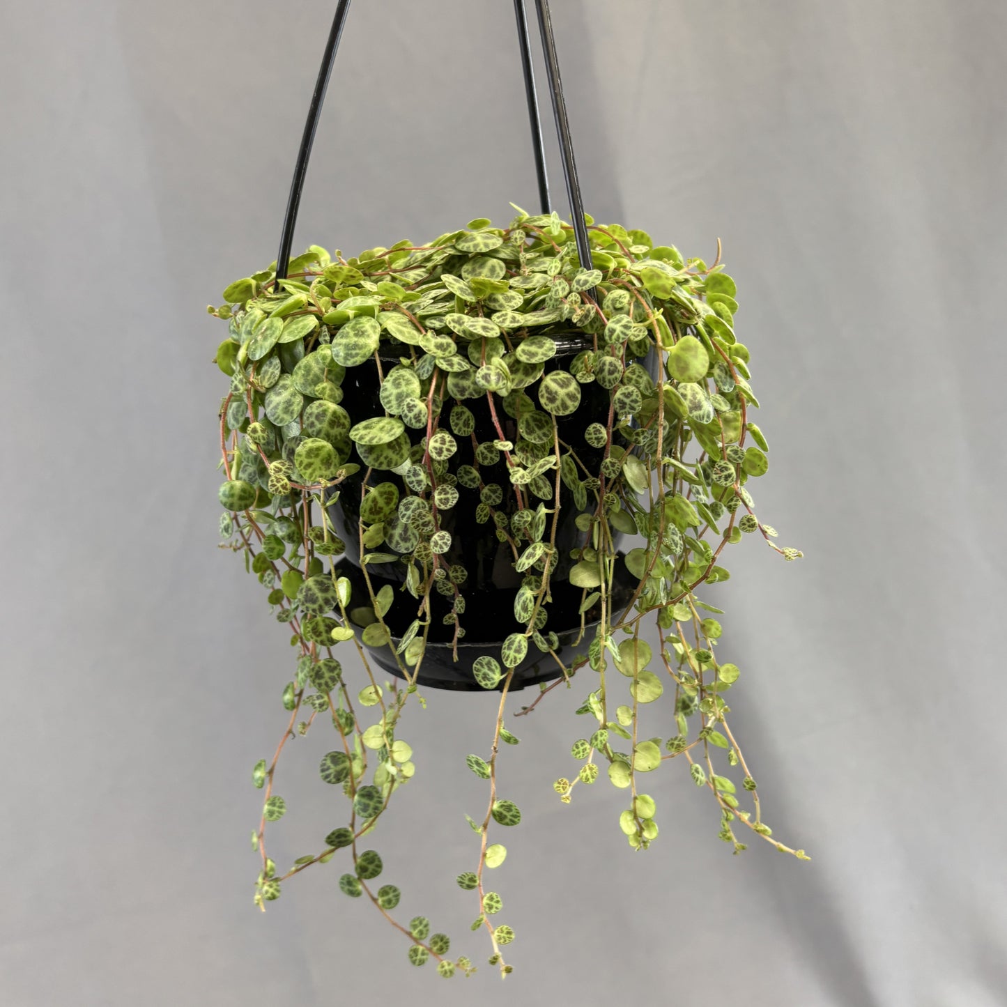 String-of-Turtles