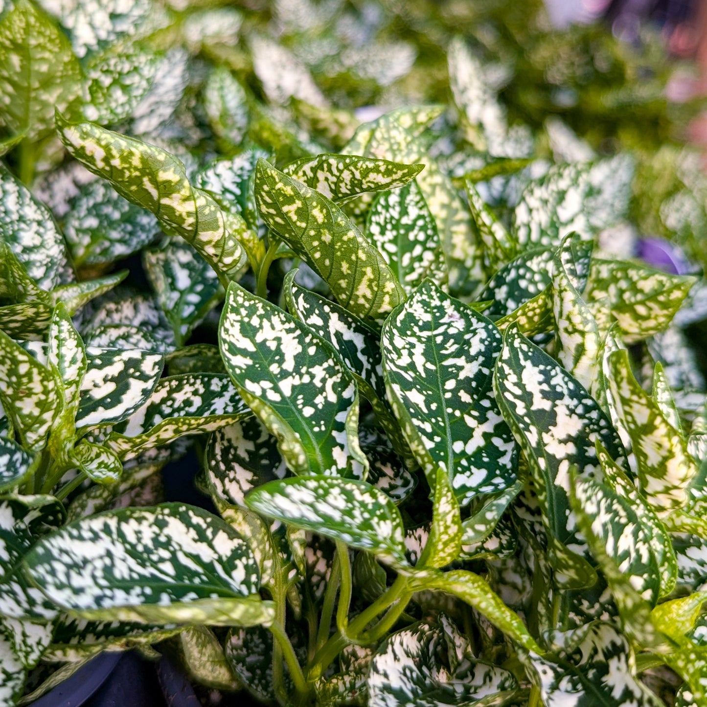 Hypoestes 'Polka Dot'