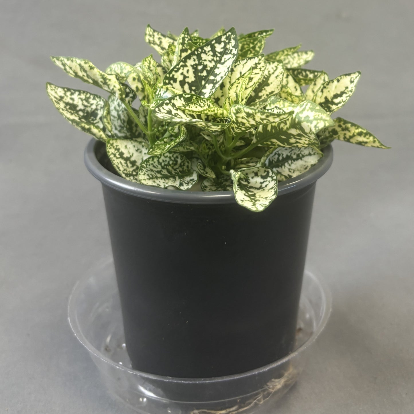 Hypoestes 'Polka Dot'