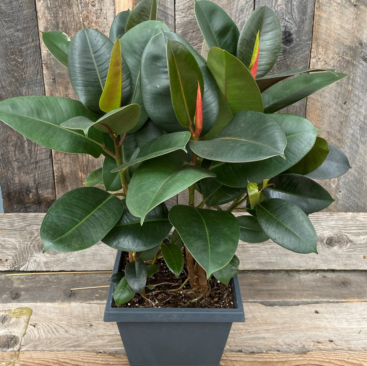 Ficus 'Green'