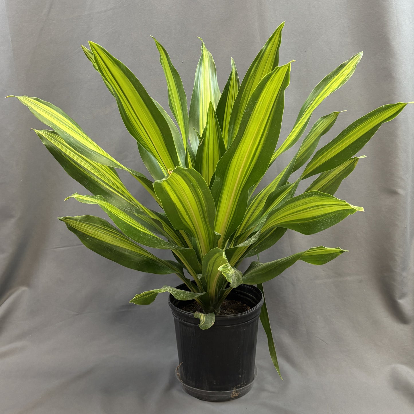 Dracaena 'Golden Heart'
