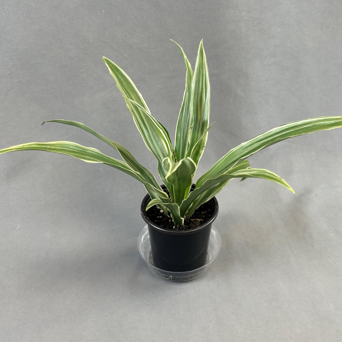 Dracaena 'White'