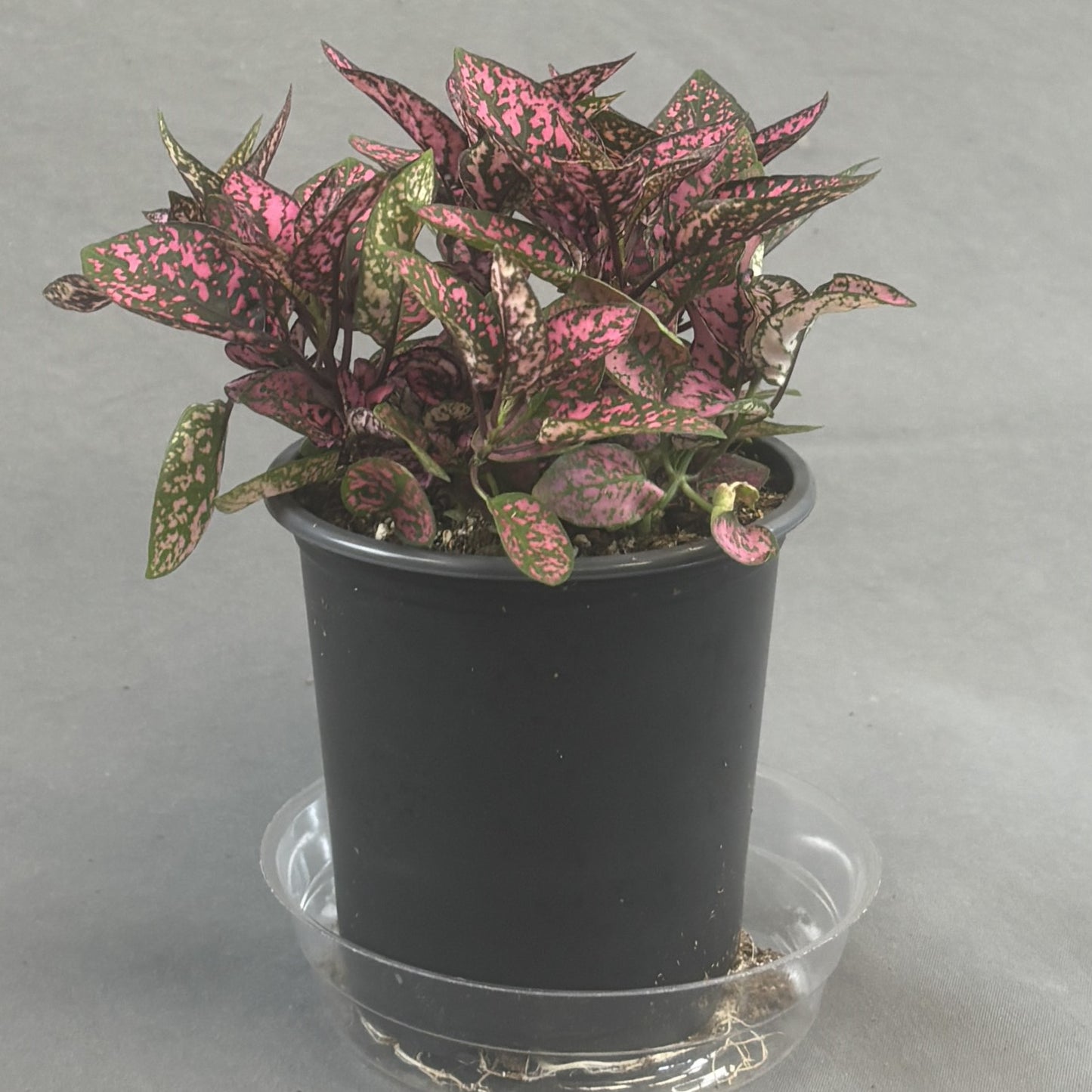 Hypoestes 'Polka Dot'