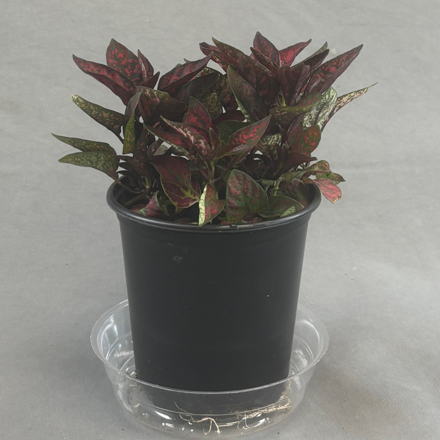 Hypoestes 'Polka Dot'
