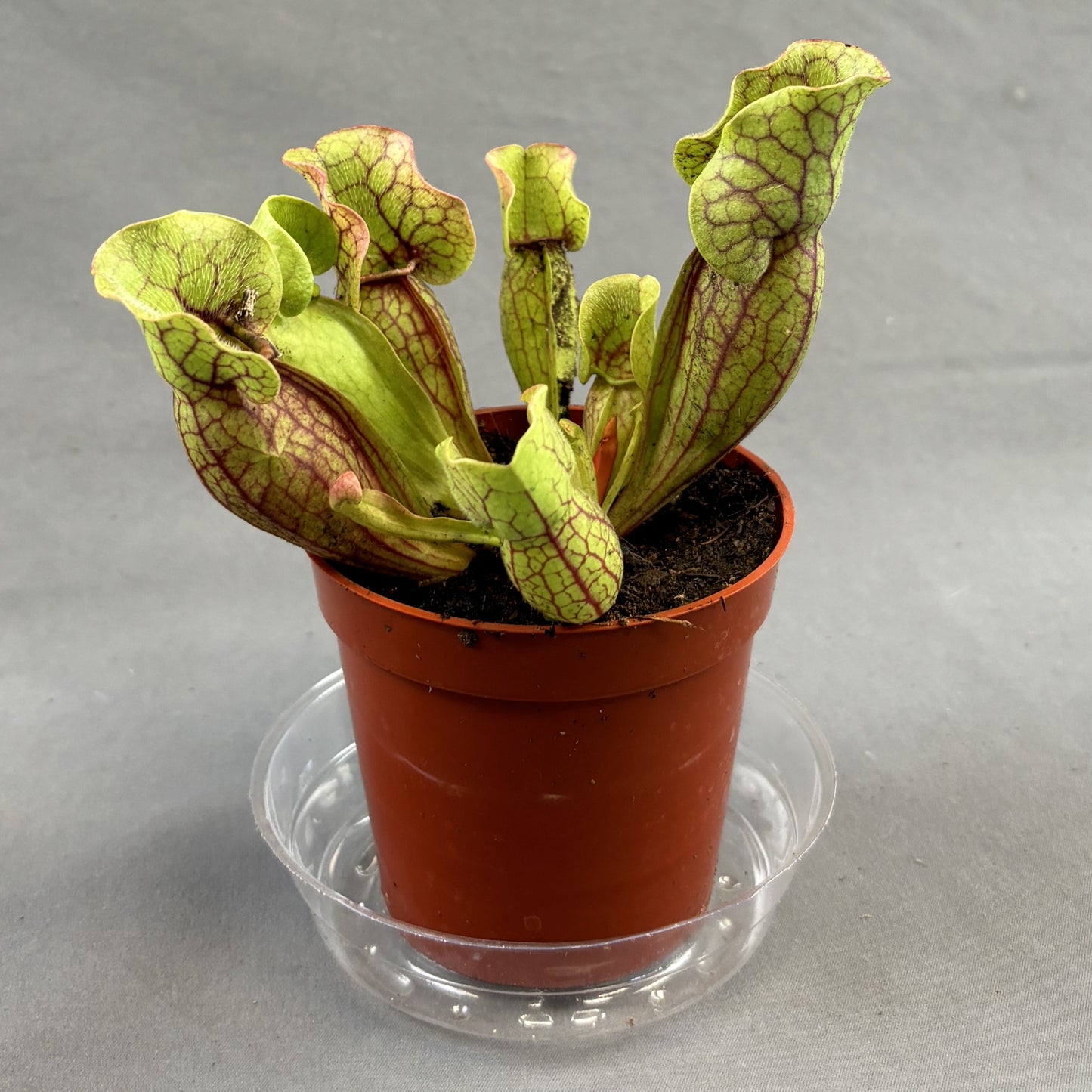 Sarracenia Assorted (Pitcher Plant)