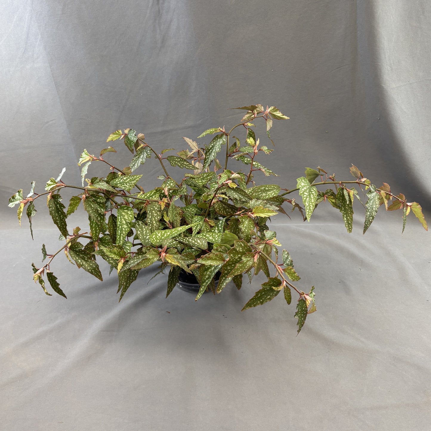 Begonia Angel Wing 'Medora'