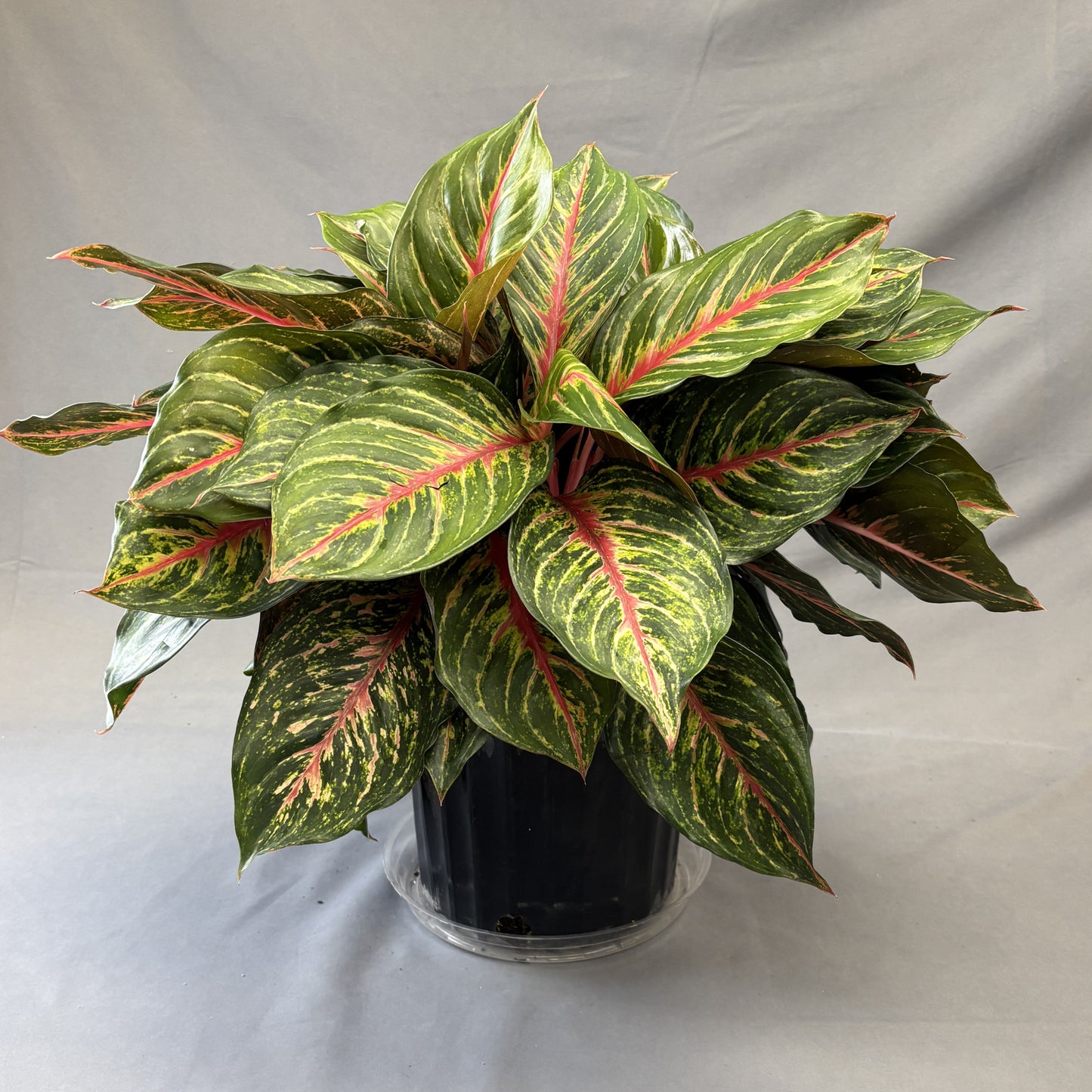 Aglaonema 'Red Emerald'