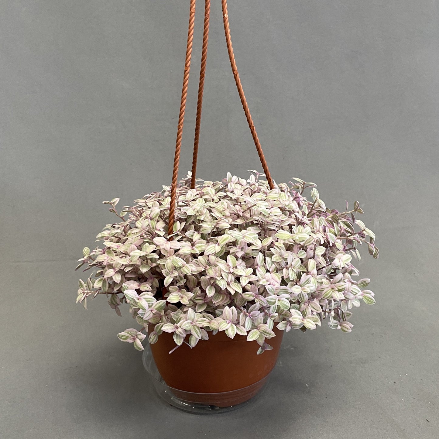 Callisia 'Pink Lady'