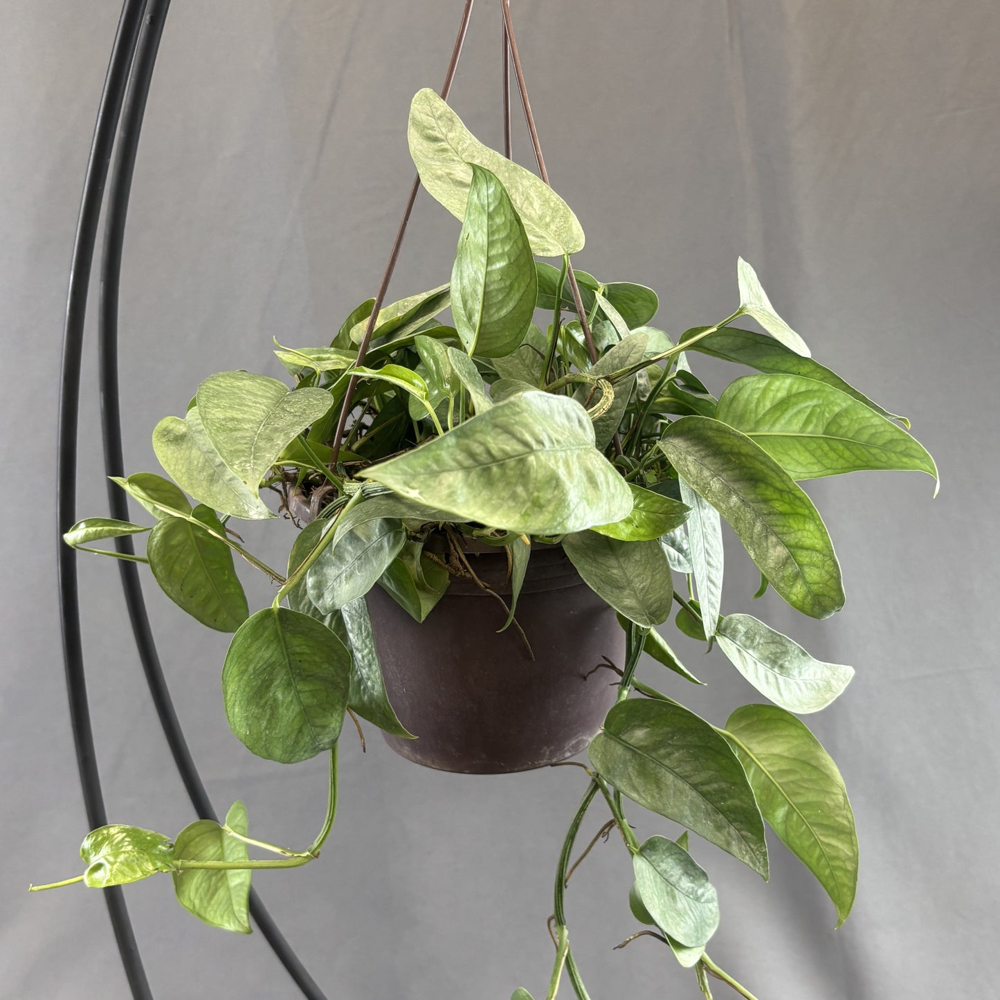 Pothos 'Cebu Blue'