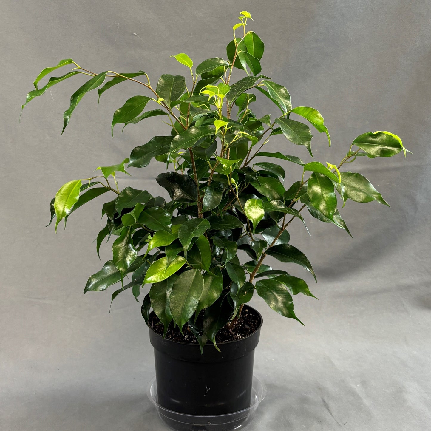 Ficus benjamina