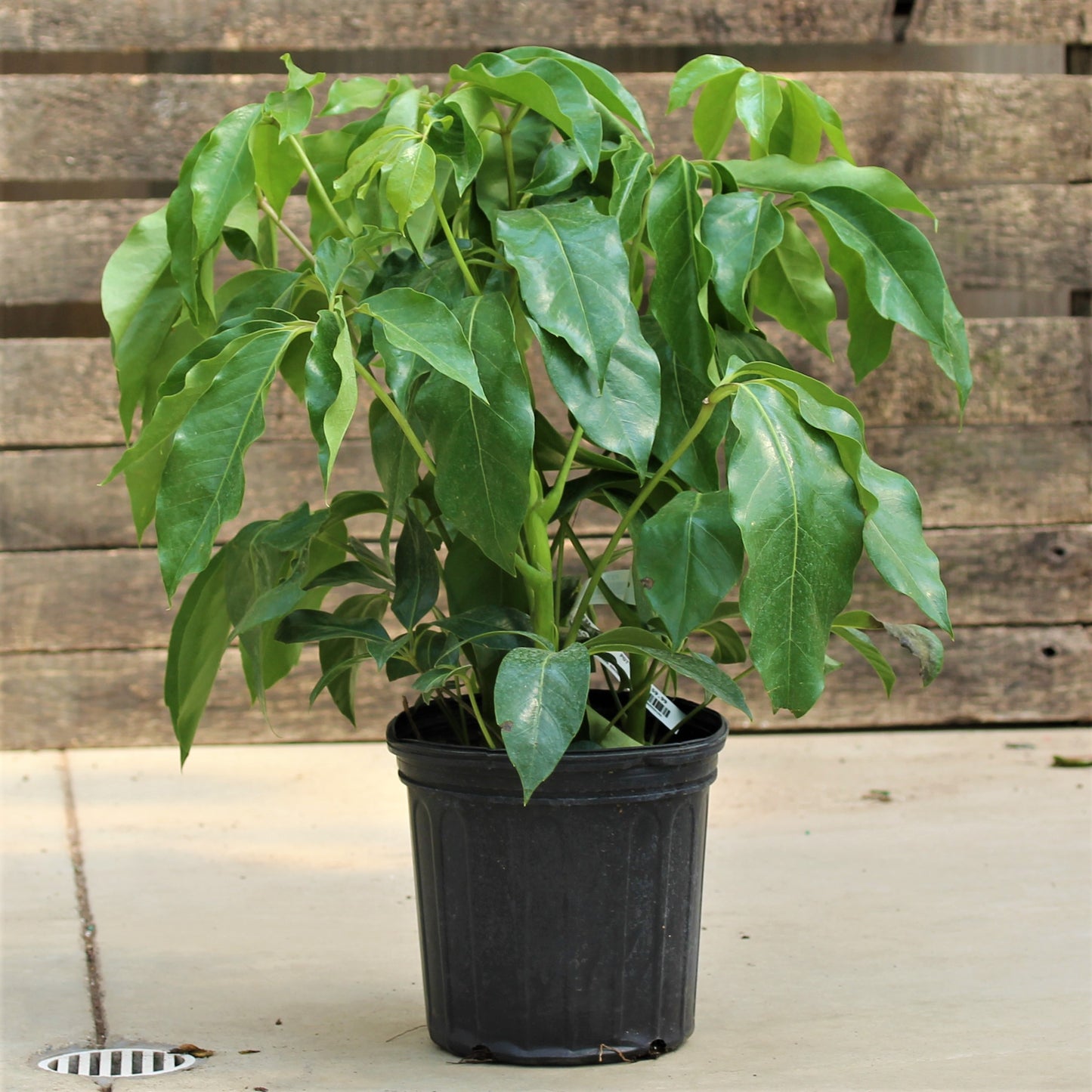 Schefflera 'Amate'