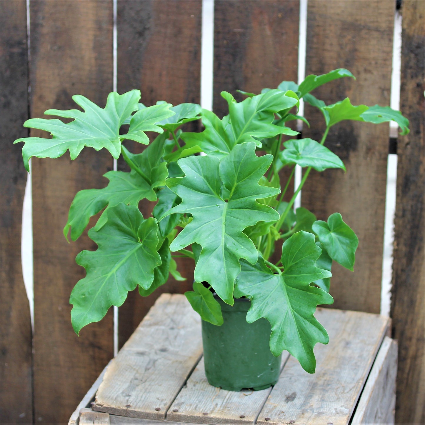Philodendron 'Selloum'