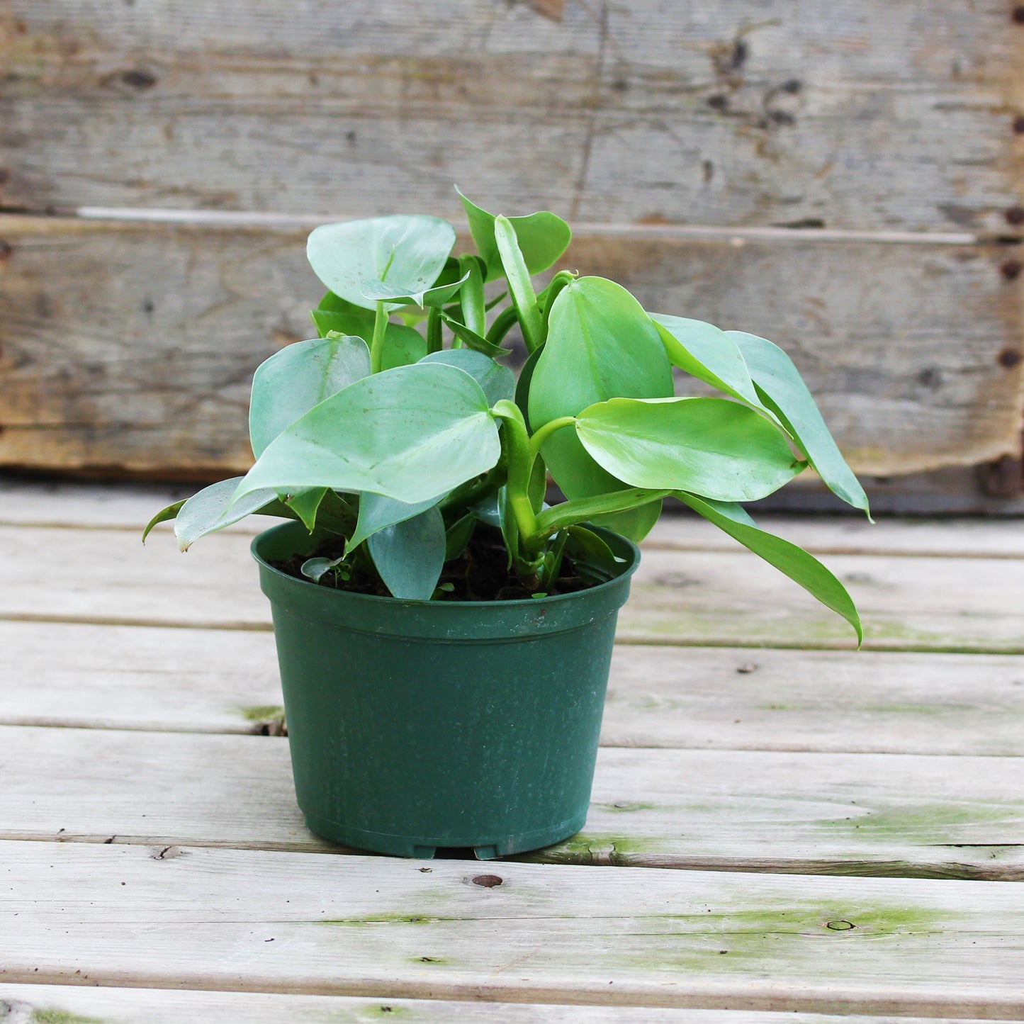 Philodendron 'Silver Sword'