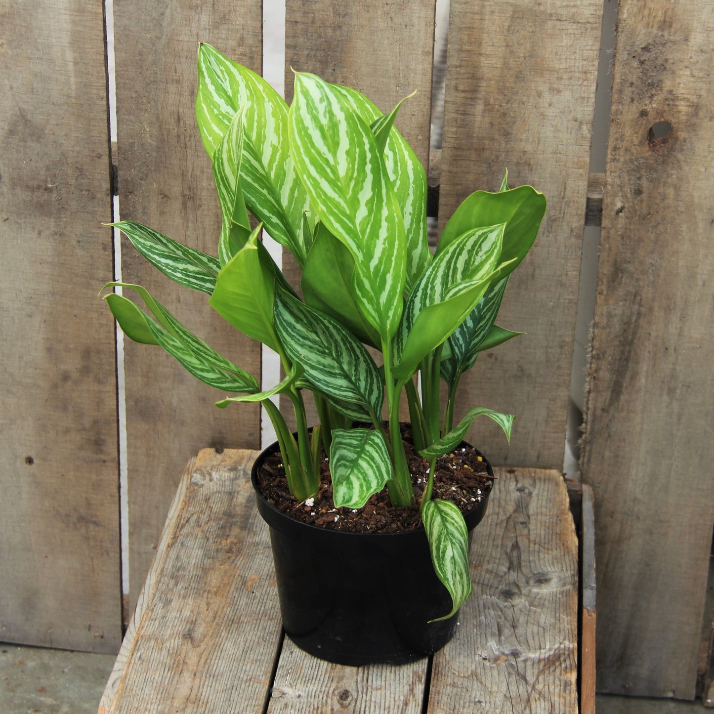 Aglaonema 'Stripes'