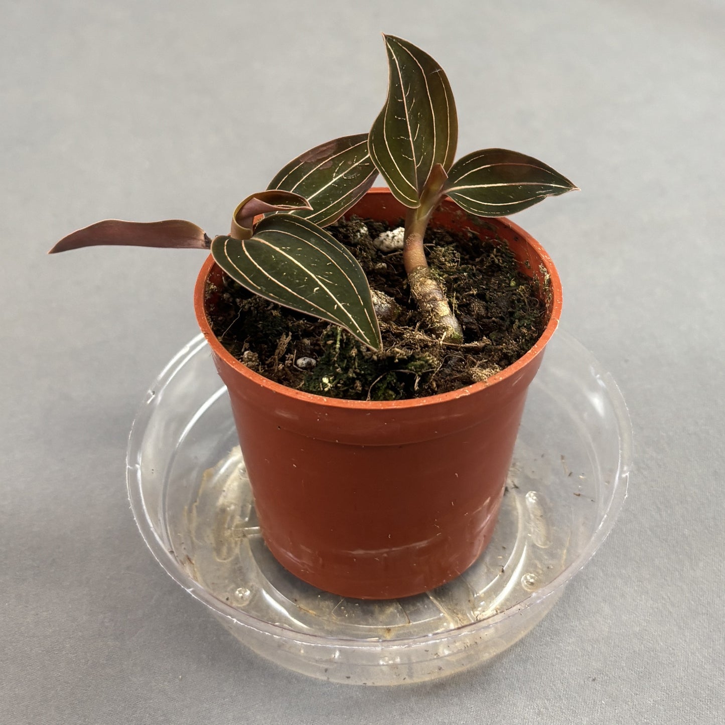 Jewel Orchid
