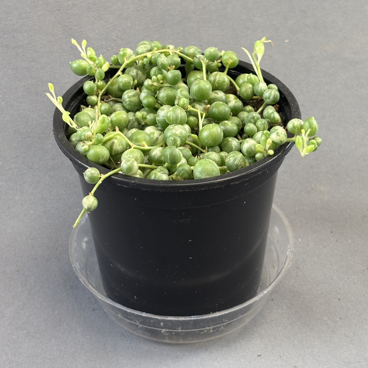String-of-Pearls