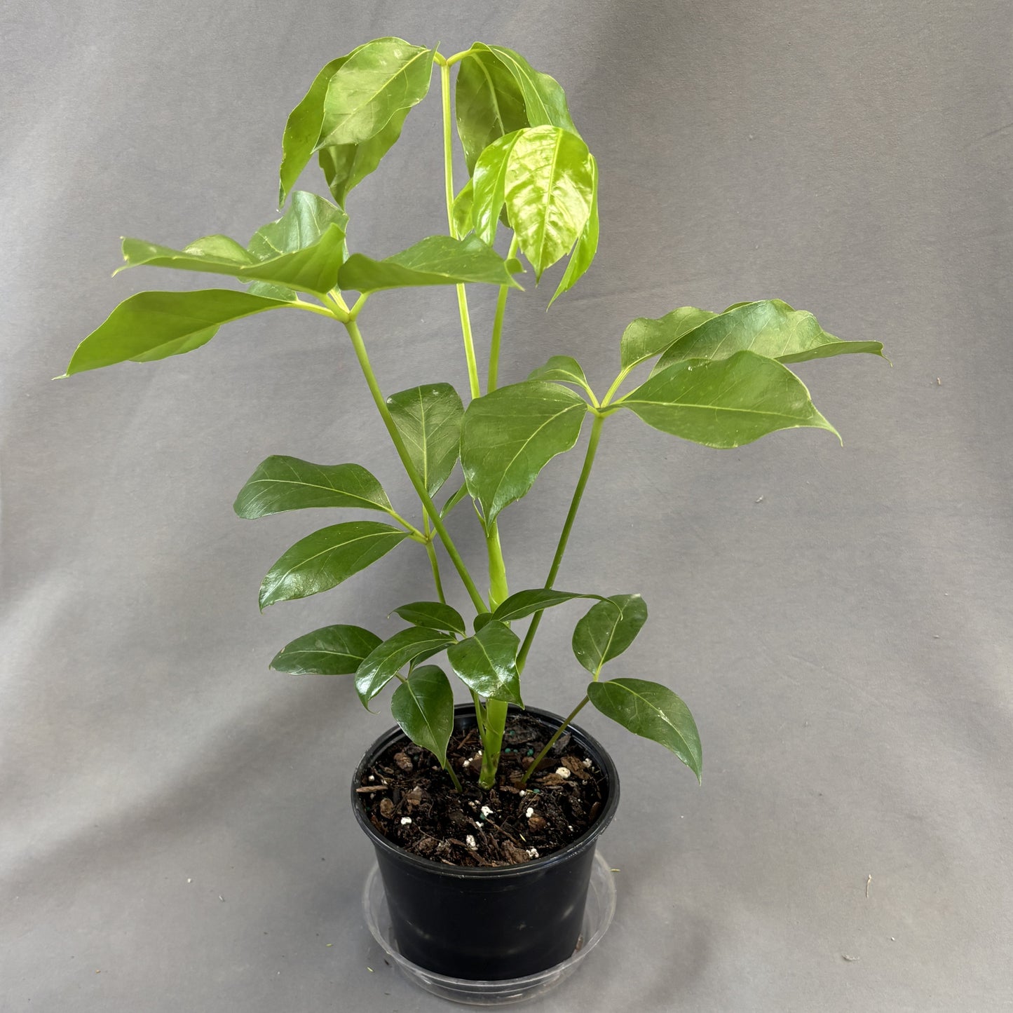 Schefflera 'Amate'