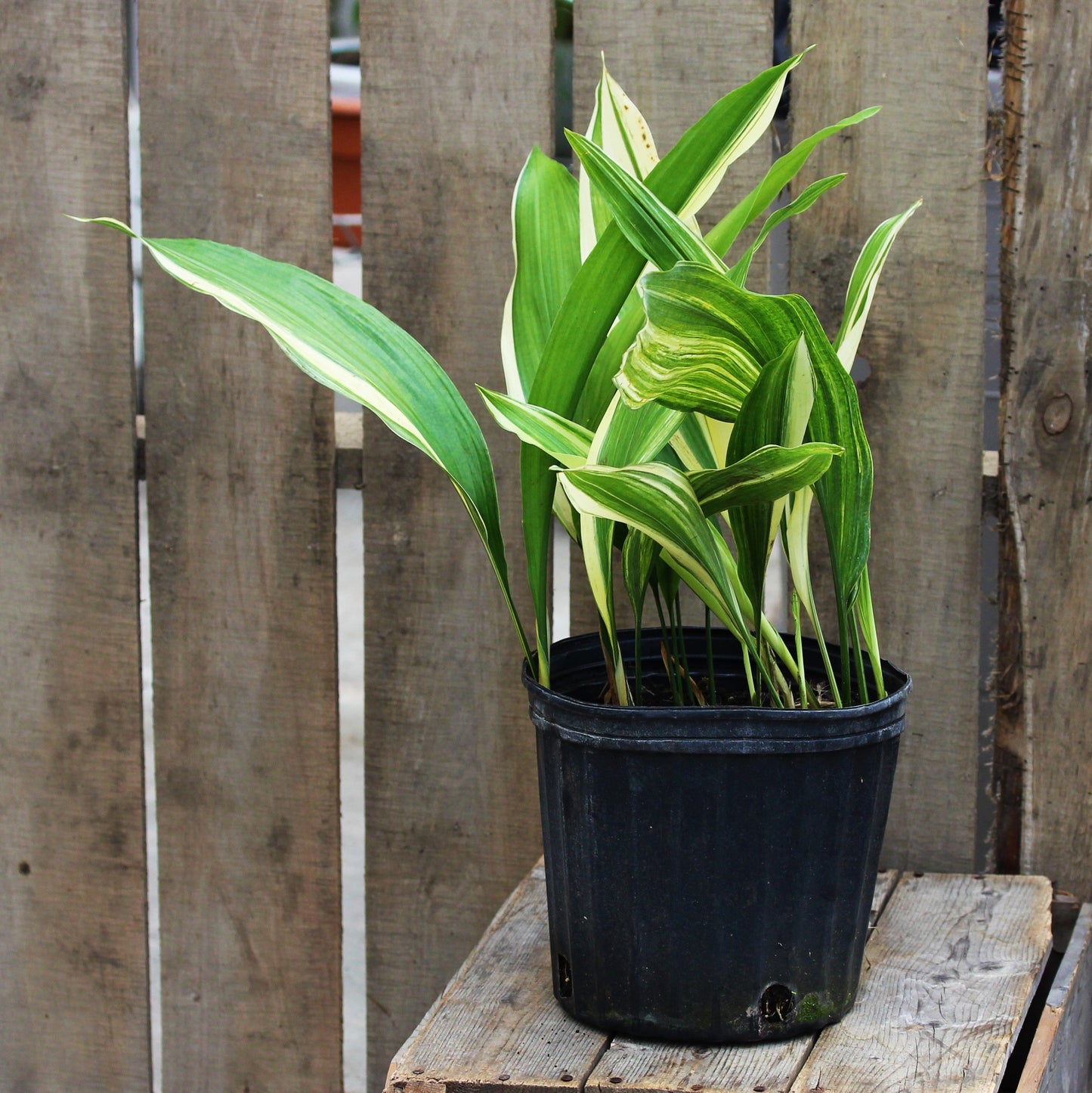Cast Iron Plant