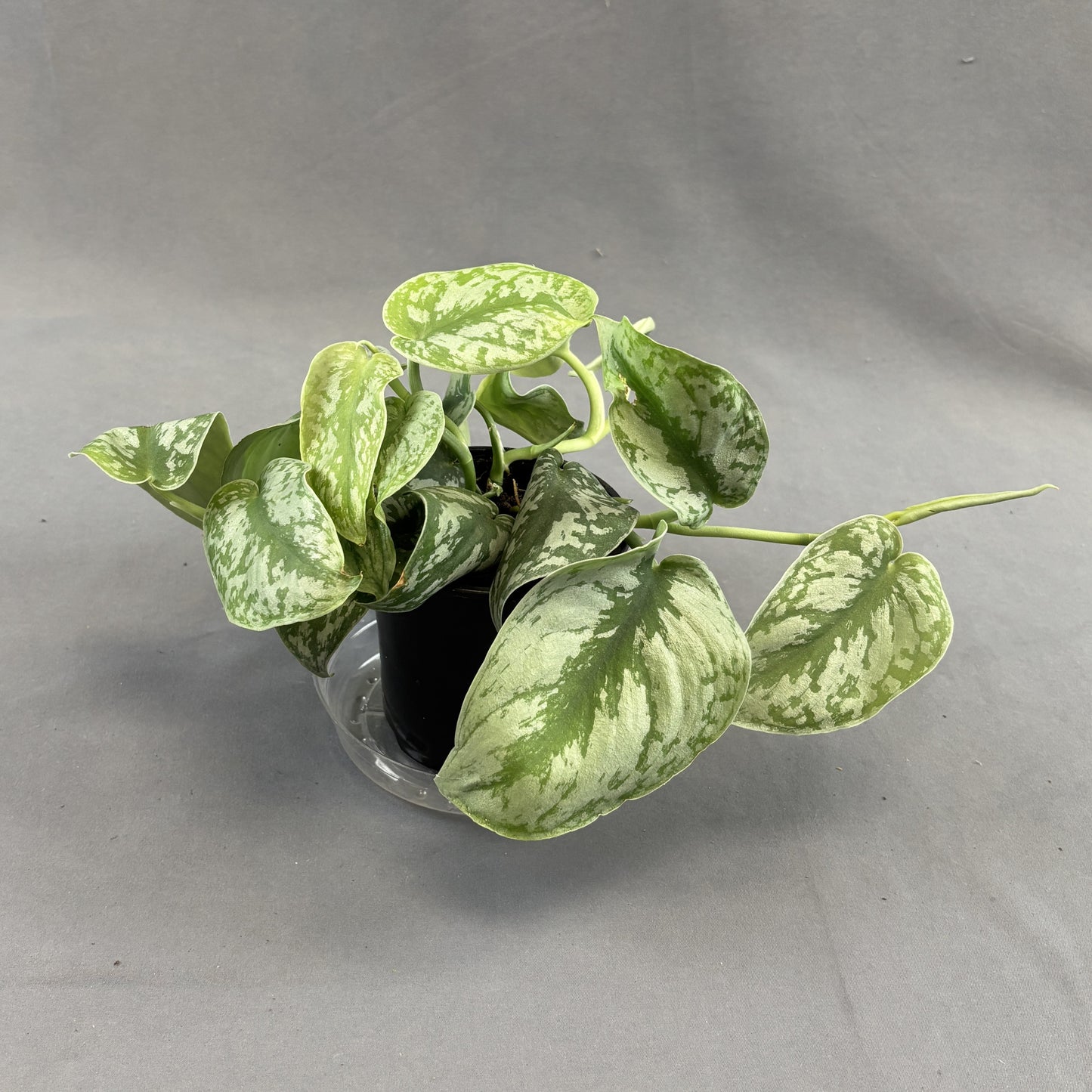 Satin Pothos 'Silver Splash'