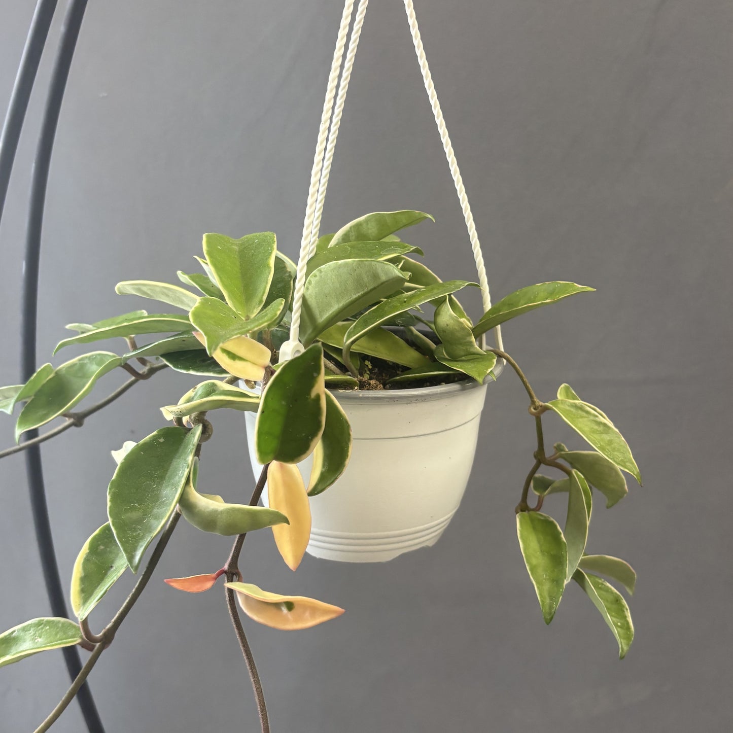 Krimson Queen Hoya