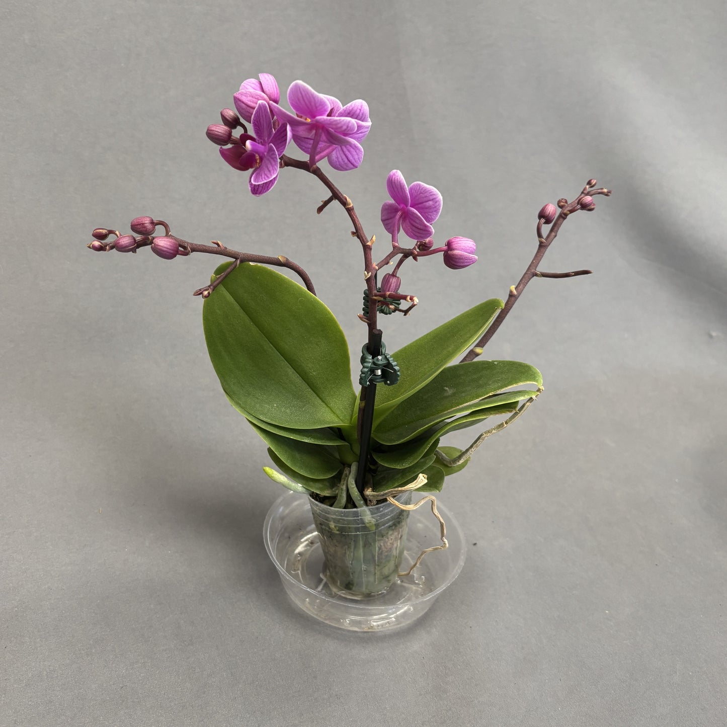 Orchid Phalaenopsis