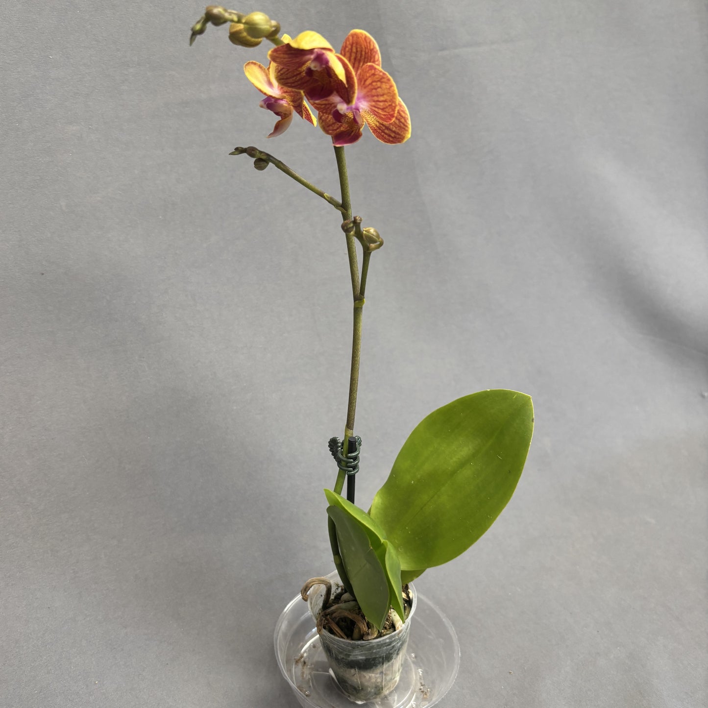 Orchid Phalaenopsis
