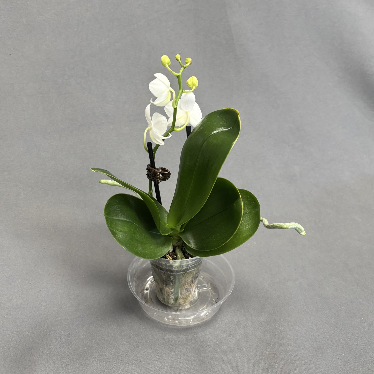 Orchid Phalaenopsis