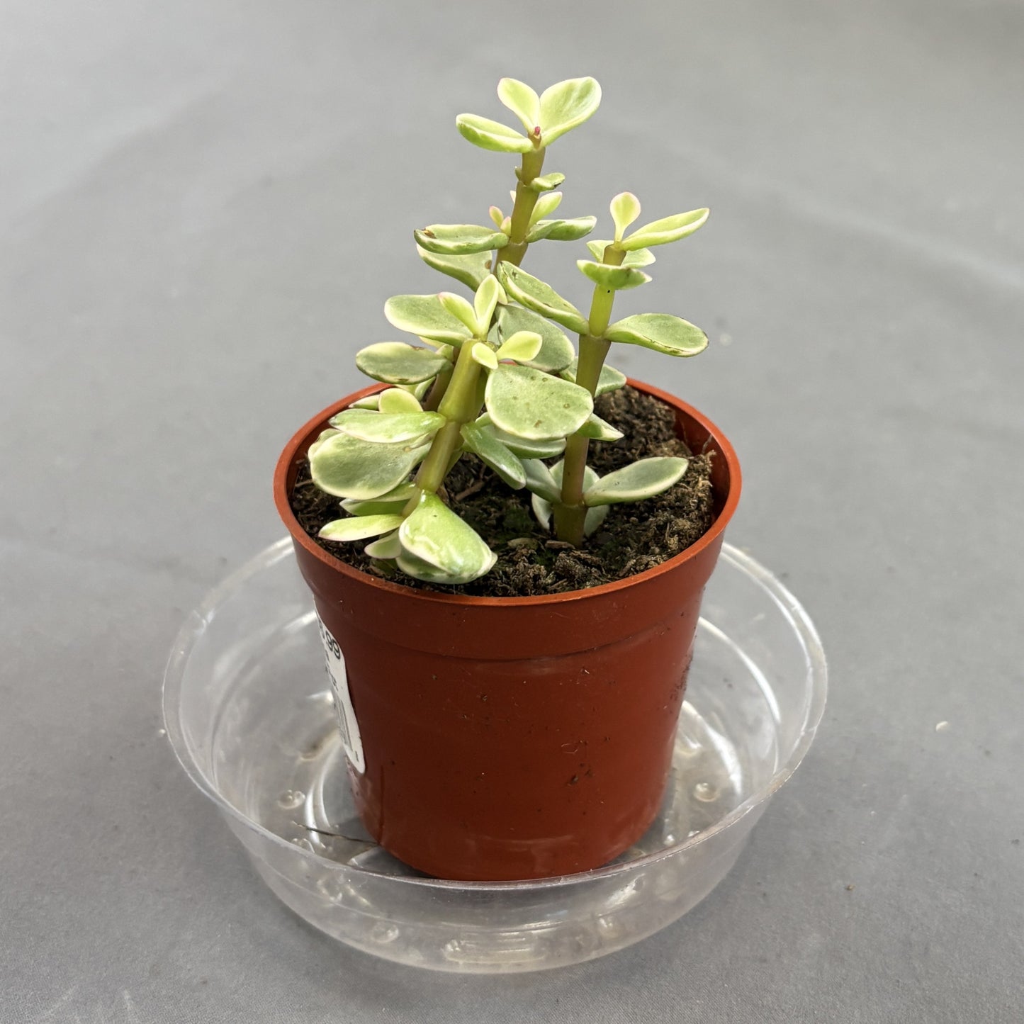 Elephant Bush