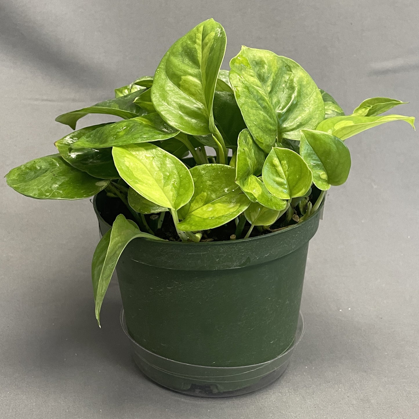 Pothos 'Global Green'