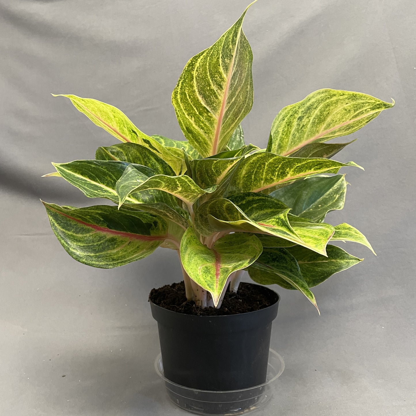 Aglaonema 'Golden Fluorite'