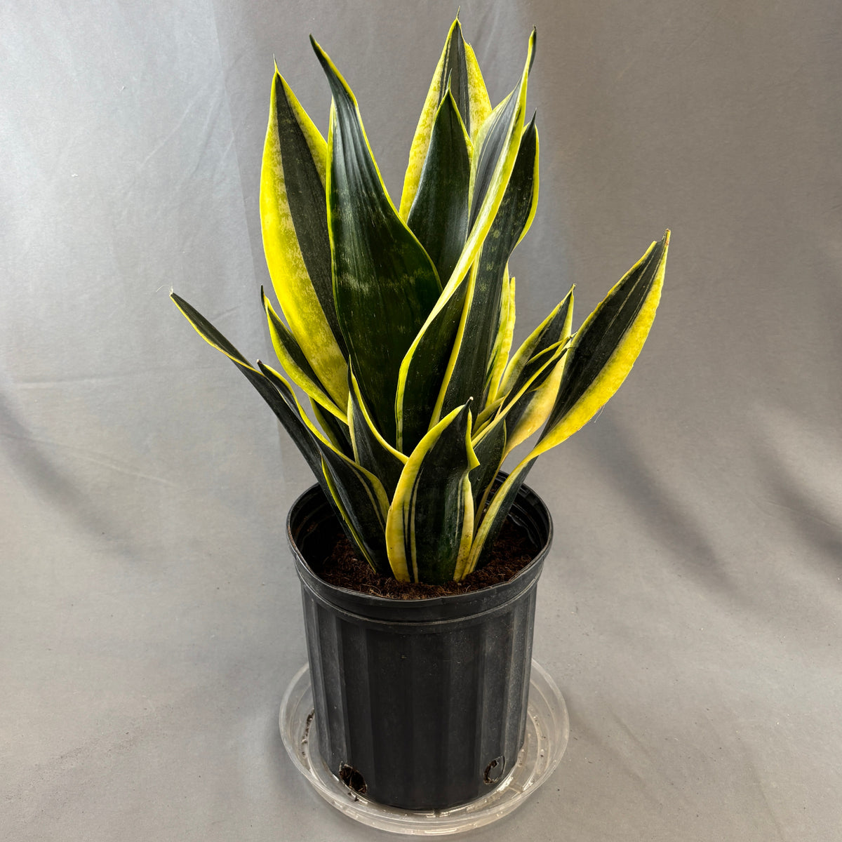 Snake Plant 'Black Gold'