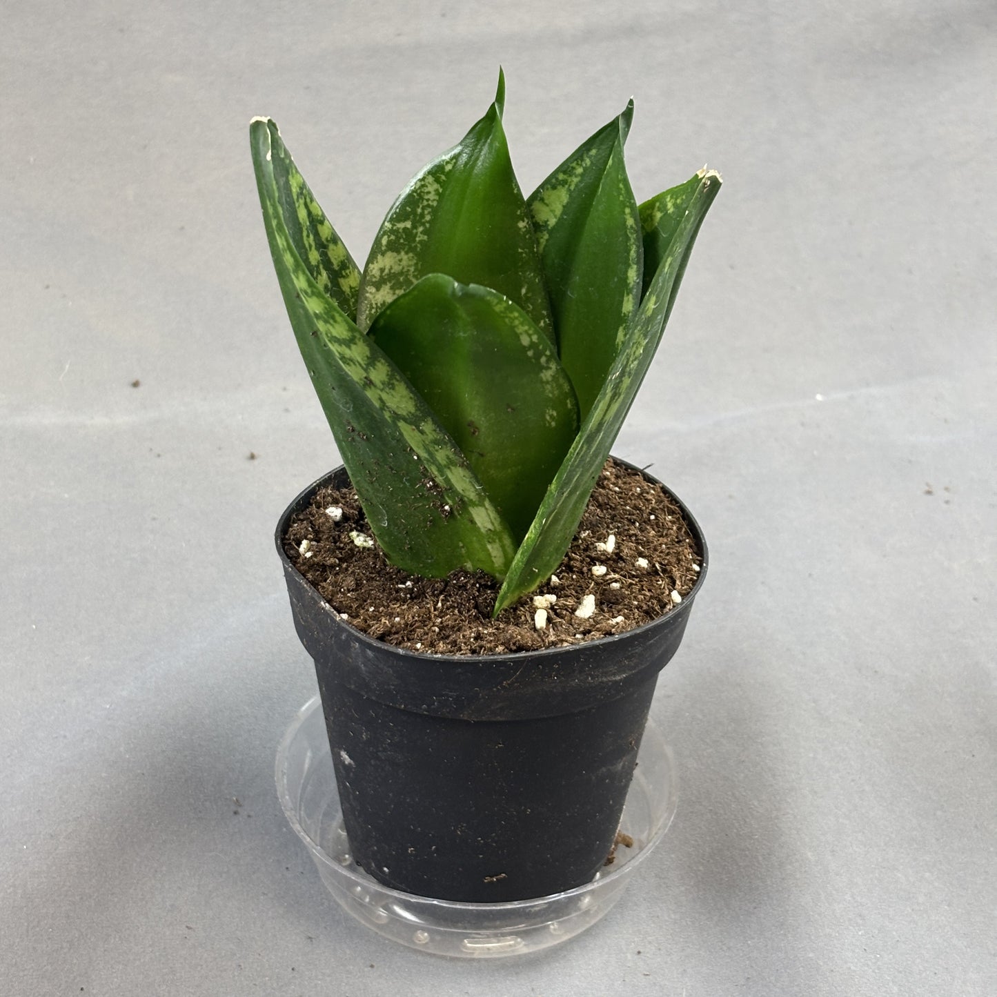 Snake Plant 'Whitney'/'Silver Flame'