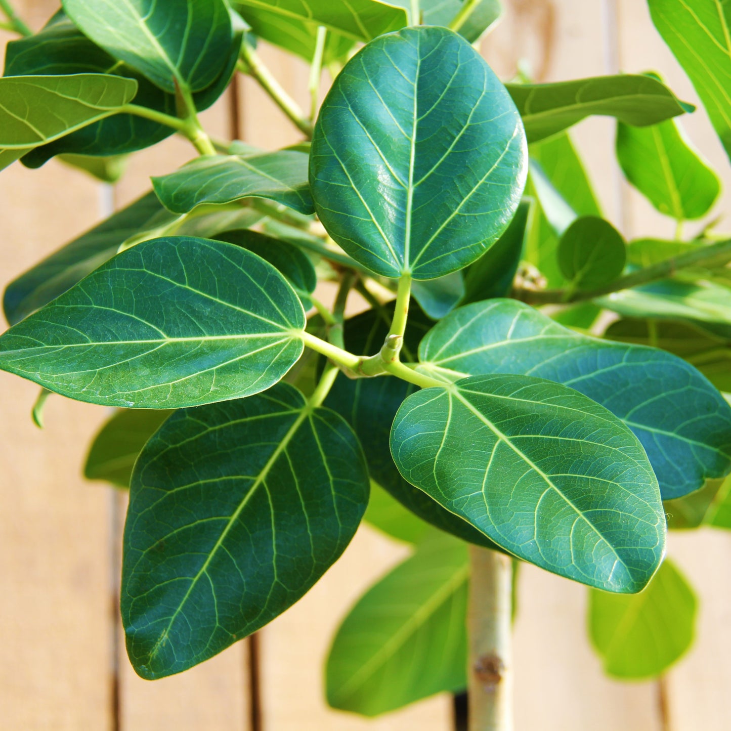 Ficus 'Audrey'