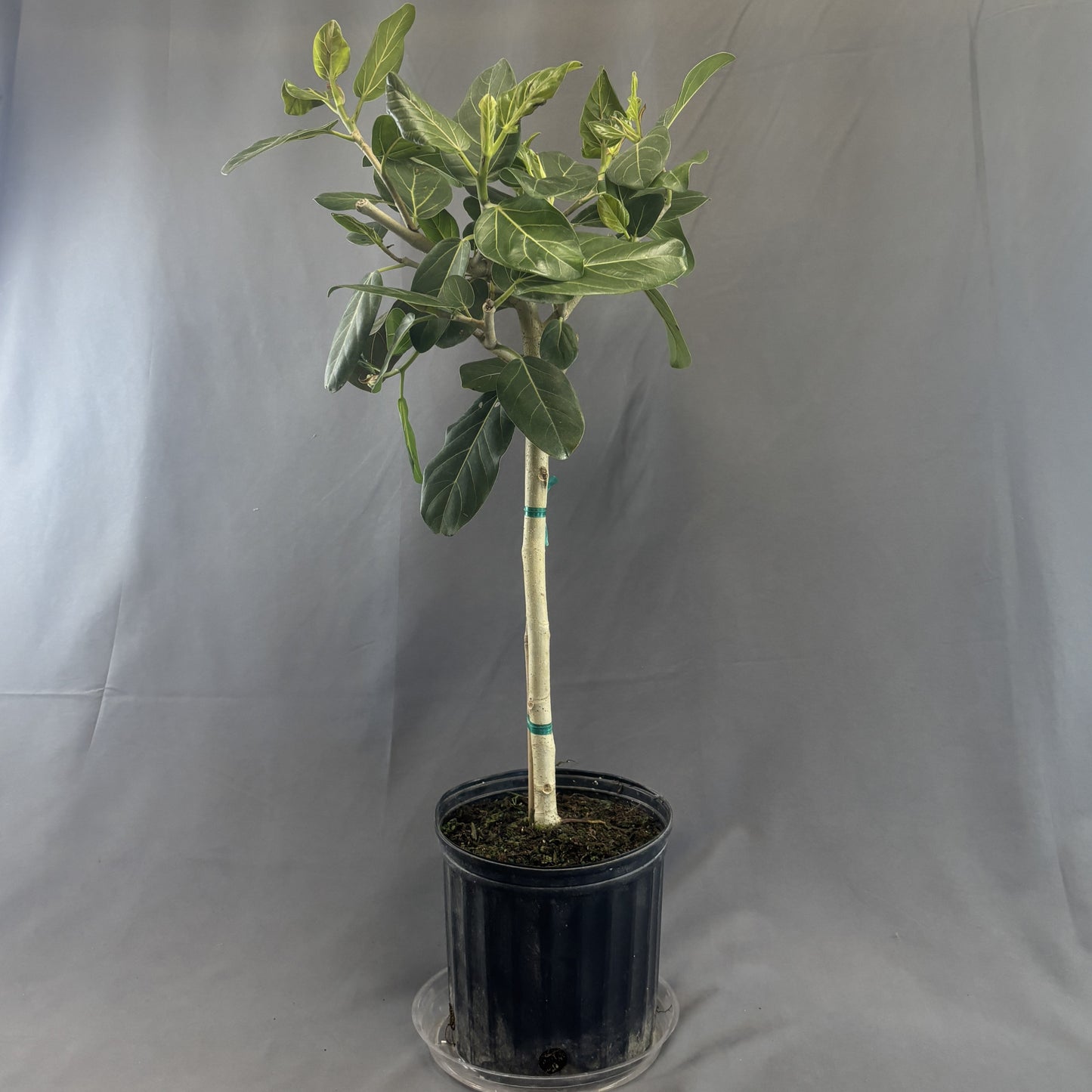 Ficus 'Audrey'