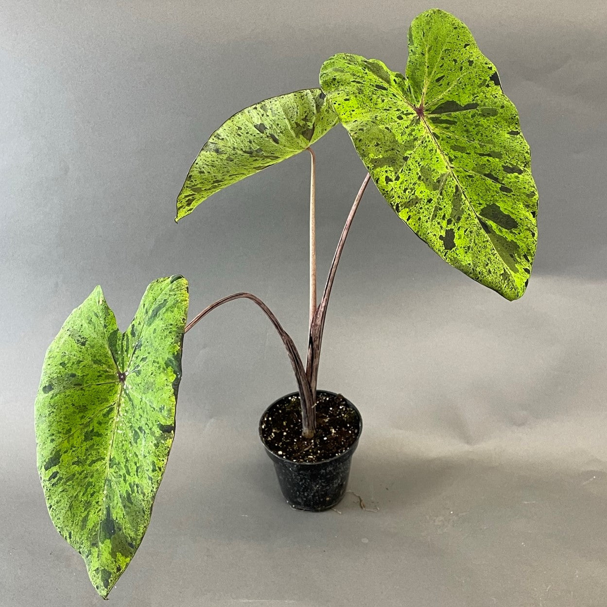 Colocasia 'Mojito'
