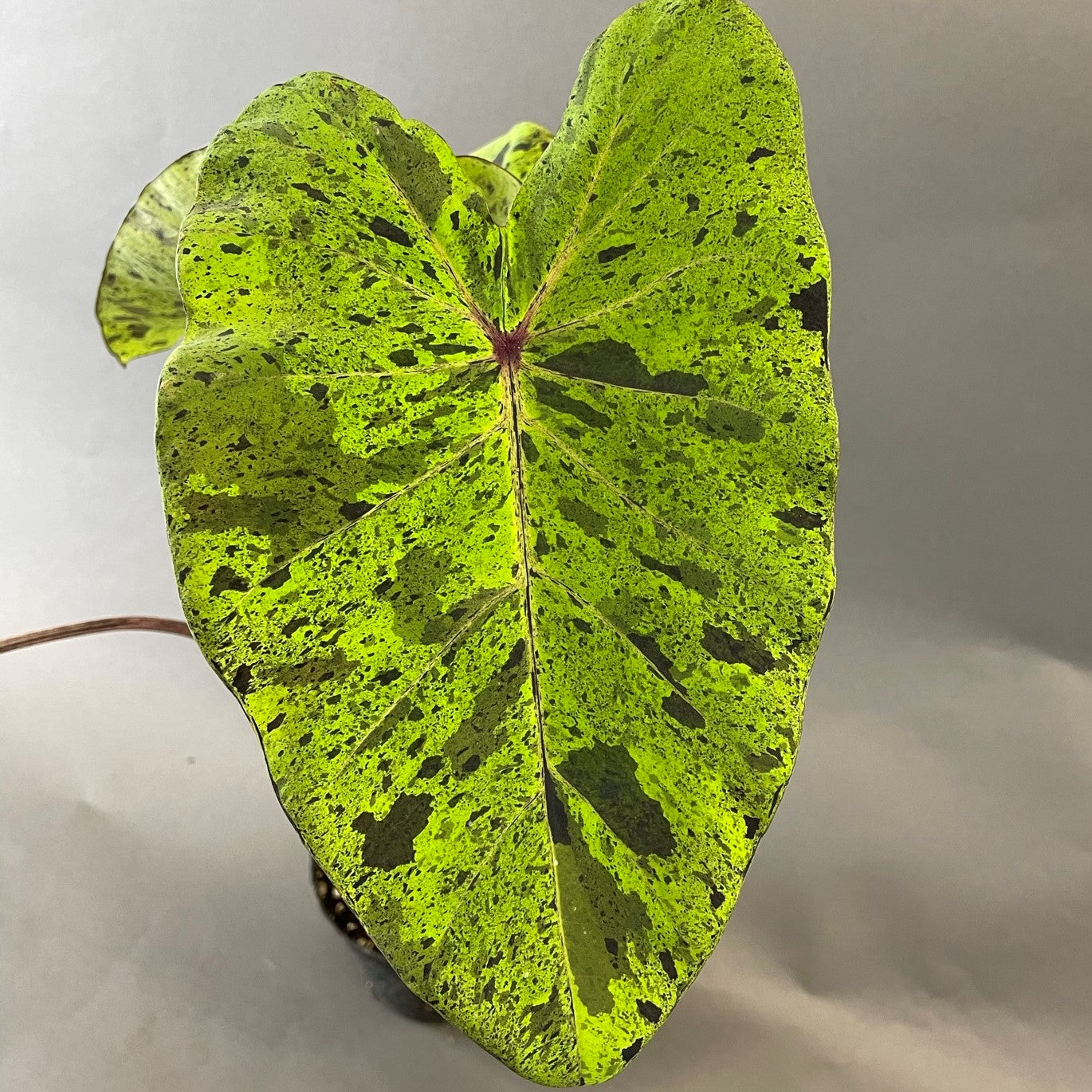 Colocasia 'Mojito'