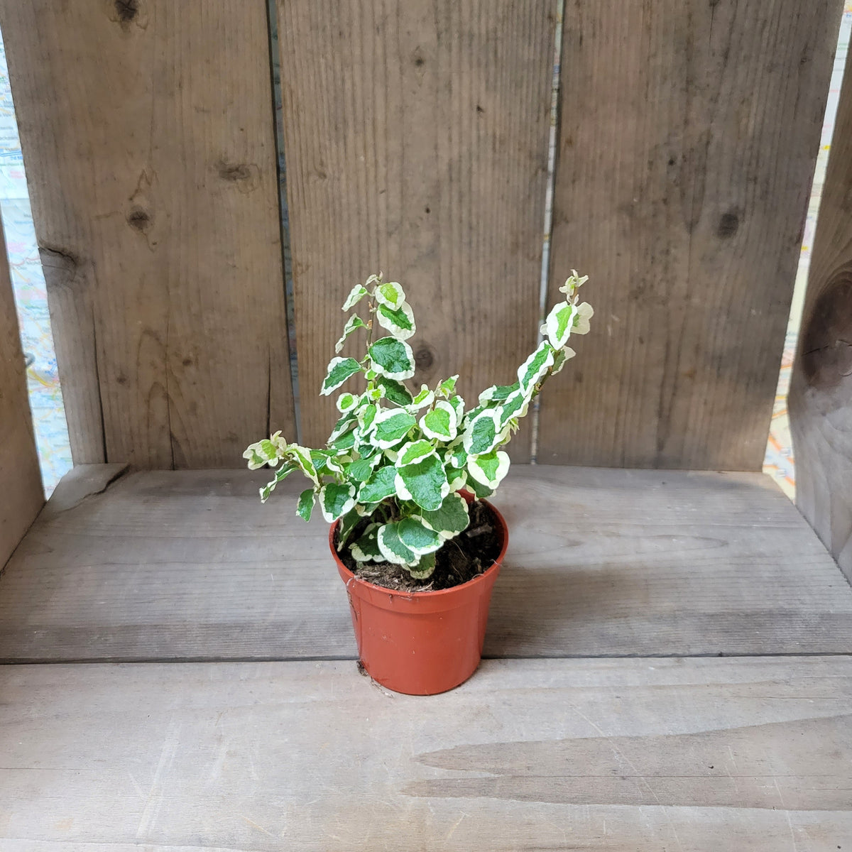 Creeping Fig