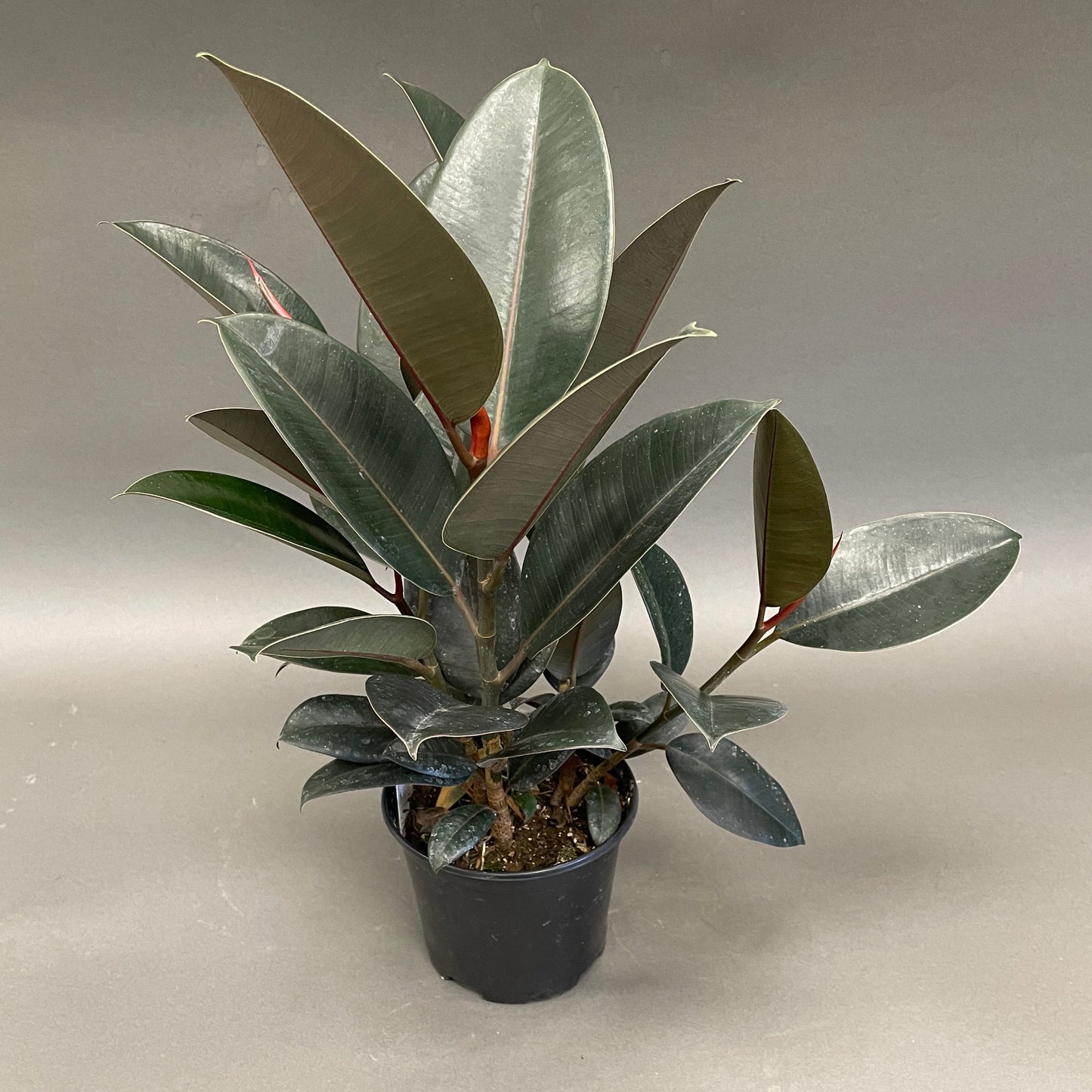 Ficus 'Green'