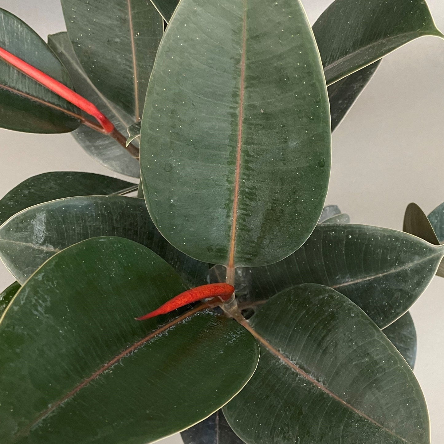 Ficus 'Green'