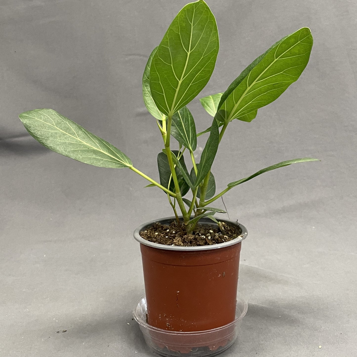 Ficus 'Audrey'