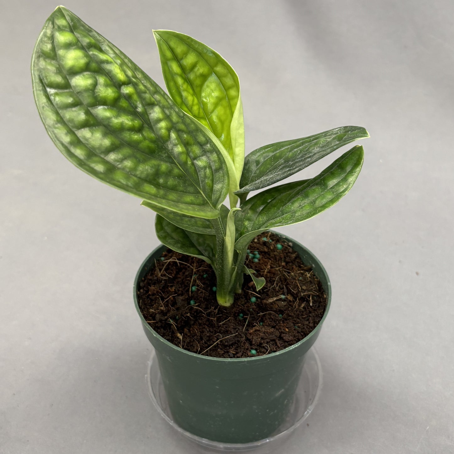 Monstera 'Peru'