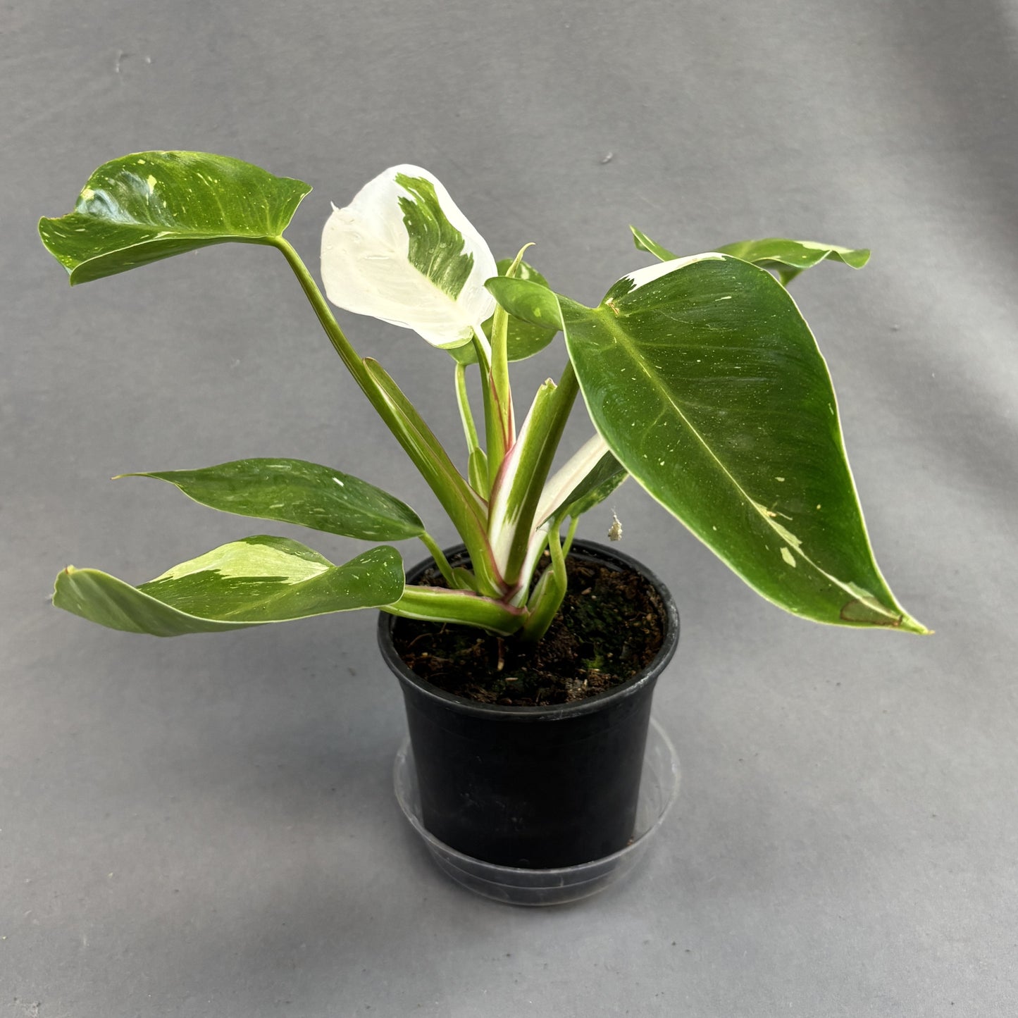 Philodendron 'White Princess'