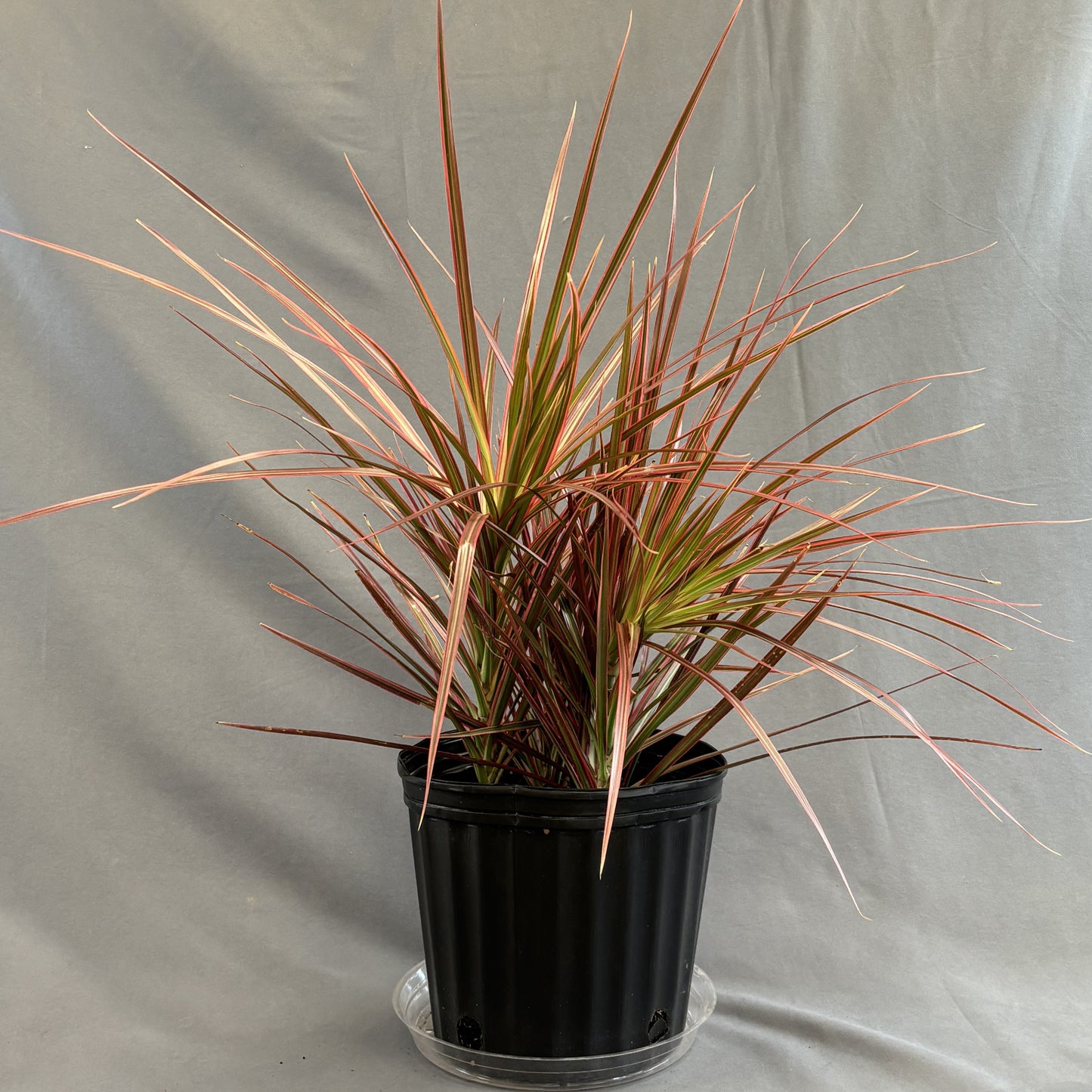 Dracaena 'Colorama Bush'